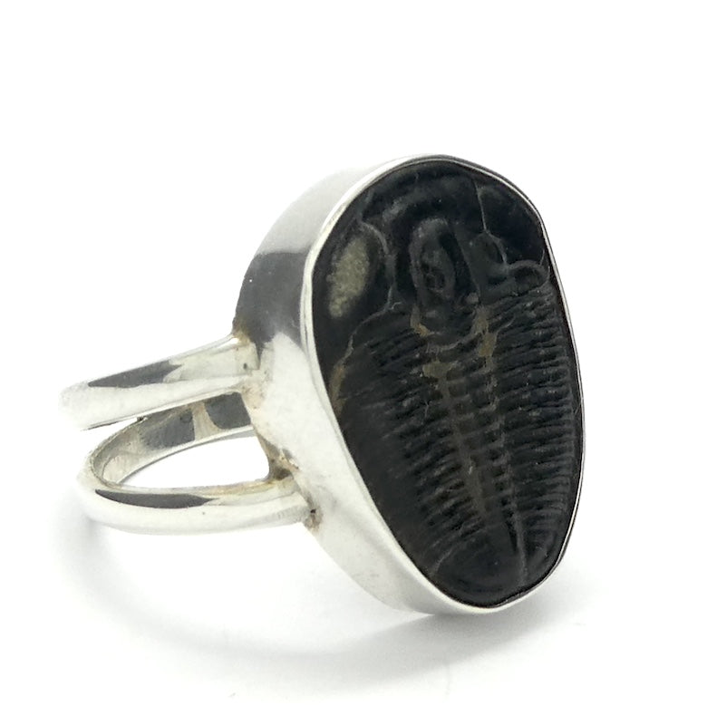 Trilobite Fossil Ring | 925 Sterling Silver |  Nice details on these genuine Fossils | US Size 10 | Aus Size T1/12| Genuine Gems from Crystal Heart Melbourne Australia since 1986