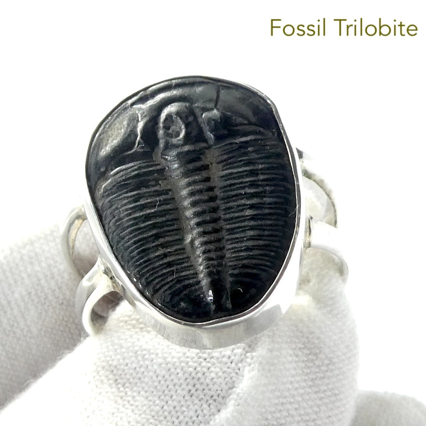 Trilobite Fossil Ring | 925 Sterling Silver |  Nice details on these genuine Fossils | US Size 10 | Aus Size T1/12| Genuine Gems from Crystal Heart Melbourne Australia since 1986