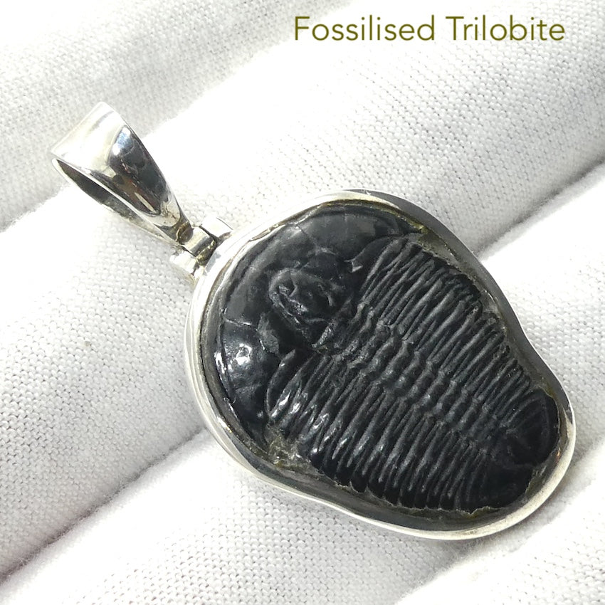 Trilobite Fossil Pendant | 925 Sterling Silver |  Nice clean Specimen | Good Detail | Genuine Gems from Crystal Heart Melbourne Australia since 1986