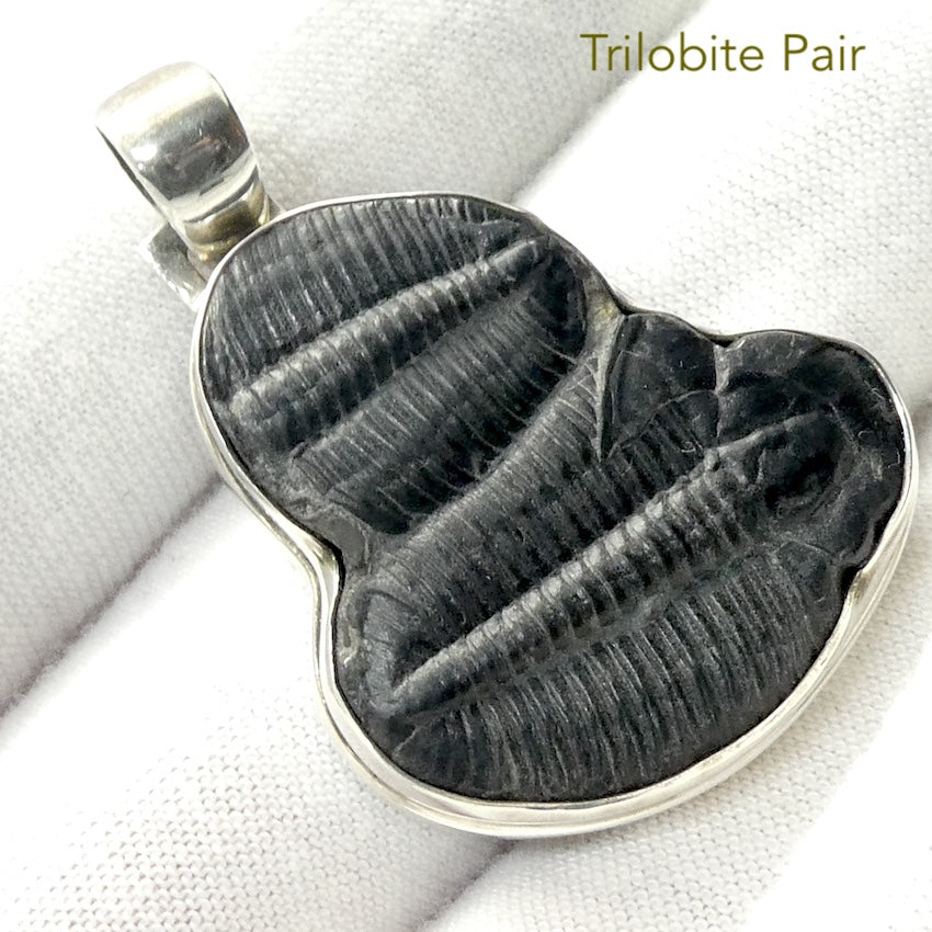 Trilobite Fossil Pendant | 925 Sterling Silver |  Nice clean Specimen | Good Detail | Genuine Gems from Crystal Heart Melbourne Australia since 1986