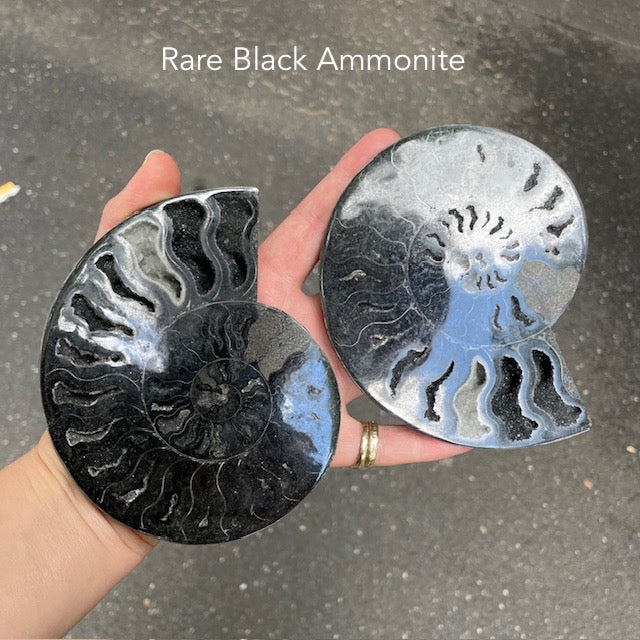 Rare black Ammonite Fossil Pair