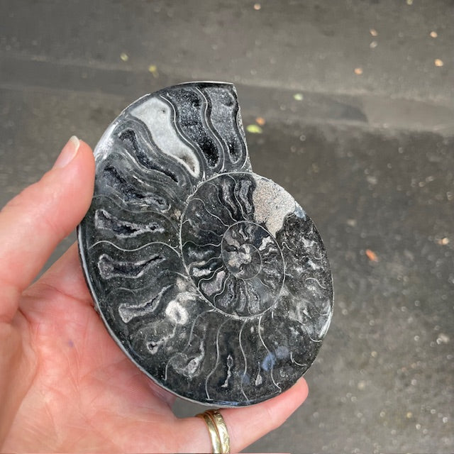 Rare black Ammonite Fossil Pair