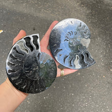 Load image into Gallery viewer, Rare black Ammonite Fossil Pair